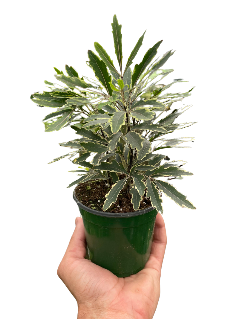 Aralia 'Bianca'-3" Pot