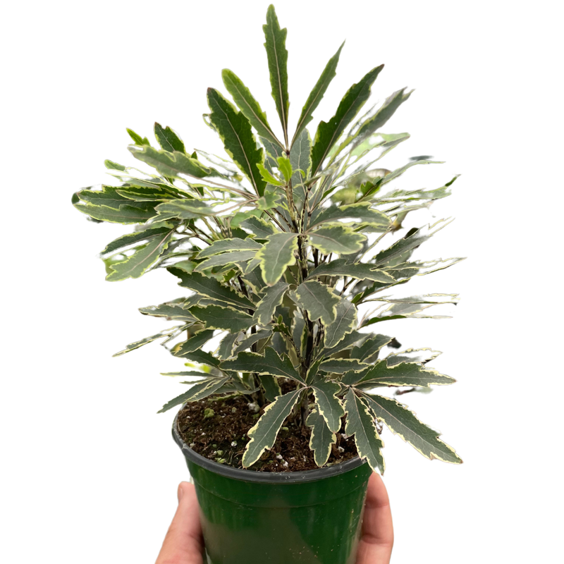 Aralia 'Bianca'-3" Pot