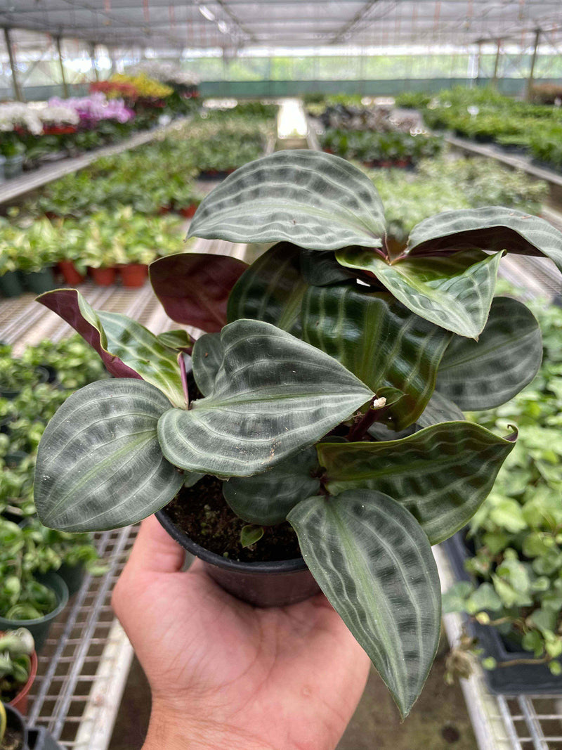 Geogenanthus 'Seersucker'-4" Pot