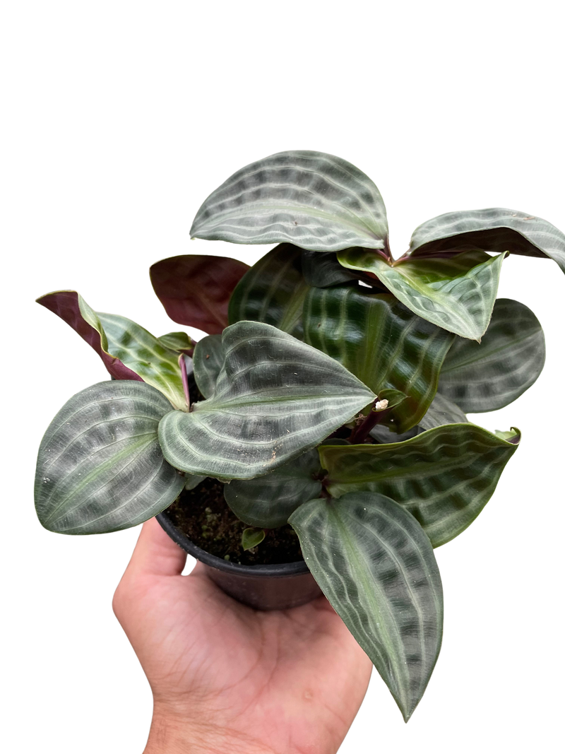 Geogenanthus 'Seersucker'-4" Pot