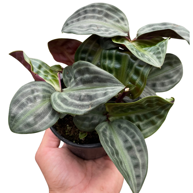 Geogenanthus 'Seersucker'-4" Pot