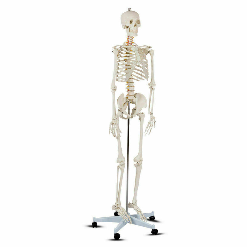 70.8 Inch Human Skeleton Model for Anatomy - Color: White
