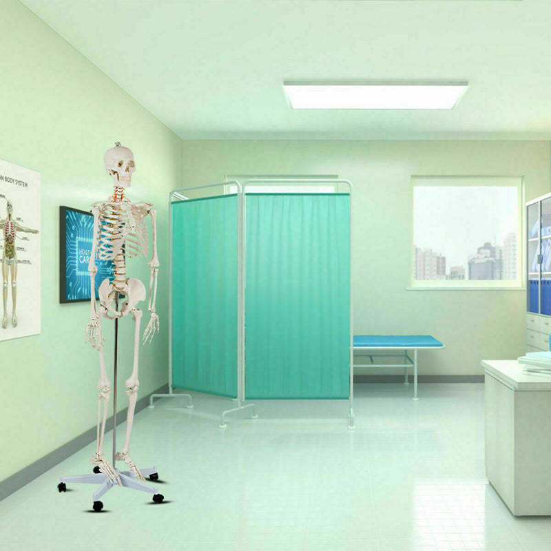 70.8 Inch Human Skeleton Model for Anatomy - Color: White