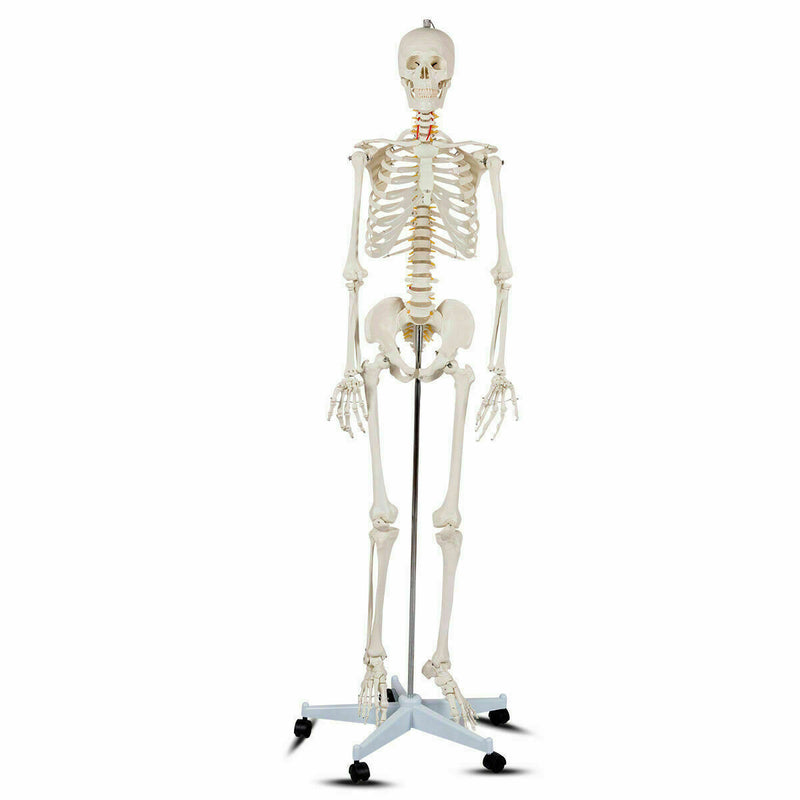 70.8 Inch Human Skeleton Model for Anatomy - Color: White