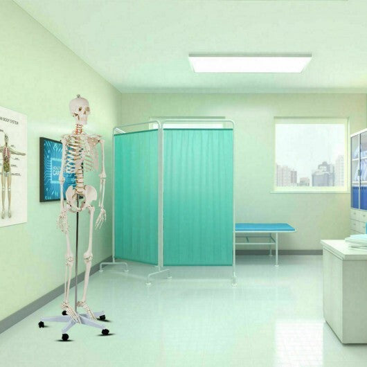 70.8 Inch Human Skeleton Model for Anatomy