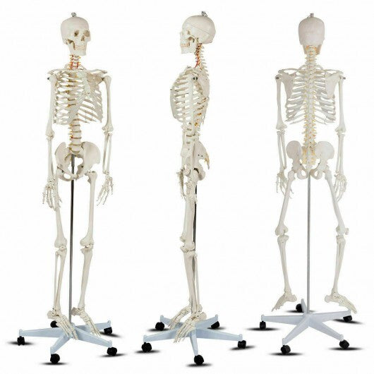 70.8 Inch Human Skeleton Model for Anatomy