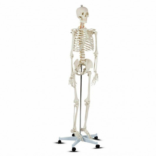 70.8 Inch Human Skeleton Model for Anatomy