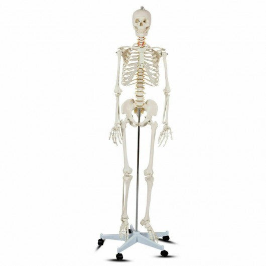70.8 Inch Human Skeleton Model for Anatomy