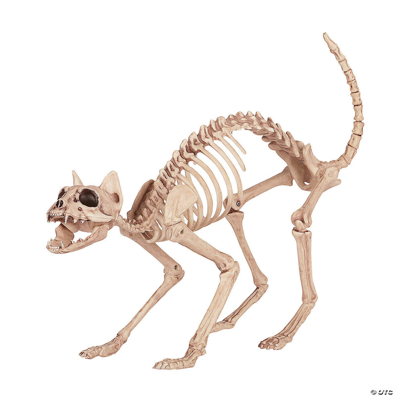 Skeleton cat